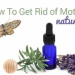 how-to-get-rid-of-moths-naturally