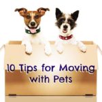 tips for moving with pets