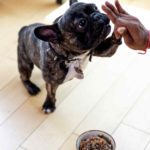 How to Choose the Best Dog Food for Your Pet
