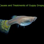 Causes and Treatments of Guppy Dropsy