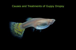 Causes and Treatments of Guppy Dropsy