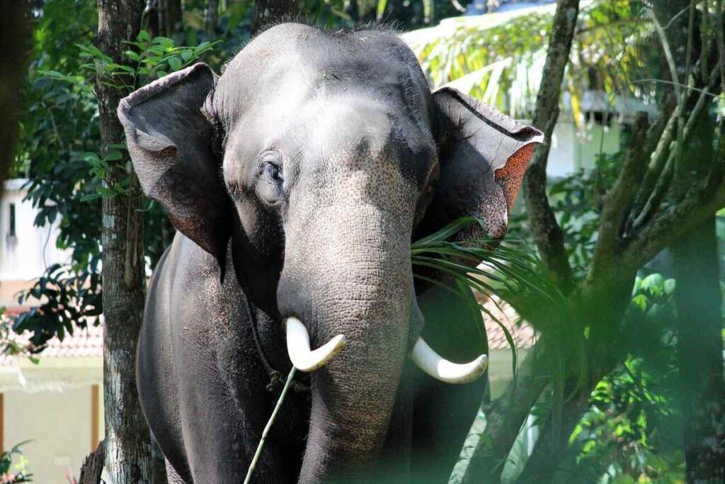Kodanad Elephant Sanctuary, Kochi