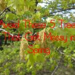 avoid these 5 tress that get messy in spring