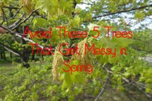 avoid these 5 tress that get messy in spring