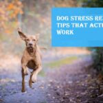 Dog Stress Relief 4 Tips That Actually Work
