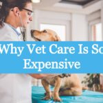 Why Vet Care Is So Expensive