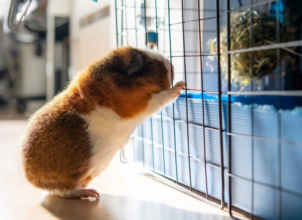 Why Are Cages for Guinea Pigs Important