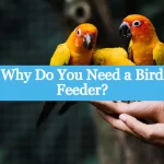 Why Do You Need a Bird Feeder