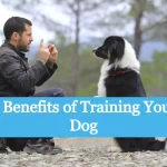 6 Benefits of Training Your Dog