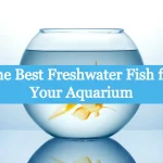 The Best Freshwater Fish for Your Aquarium