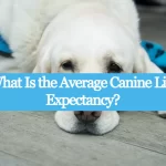 What Is the Average Canine Life Expectancy