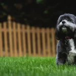 Fun and Functional Backyard Ideas for Dogs