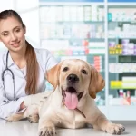 Best Salmon Oil for Dogs