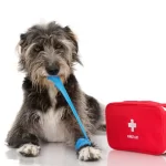 Perfect Pet First Aid Box