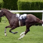 Equestrian Competition Etiquette