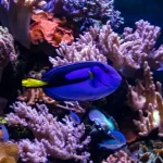 Fish Varieties for Your Saltwater Tank